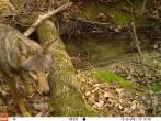 Trail cam image of a coyote