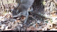 Trail cam image of a raccoon