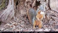 Trail cam image of a squirrel