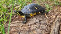 Slider Turtle in Georgia
