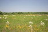 Restored pasture prairie in Florida
