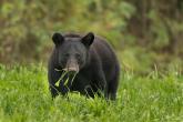 Louisiana Black Bear