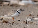 Piping plover and chick