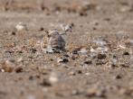 Adult piping plover with chick brood