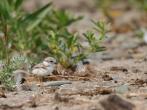 Piping plover chick