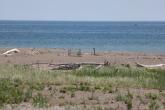 Gull Point beach habitat with exclosure