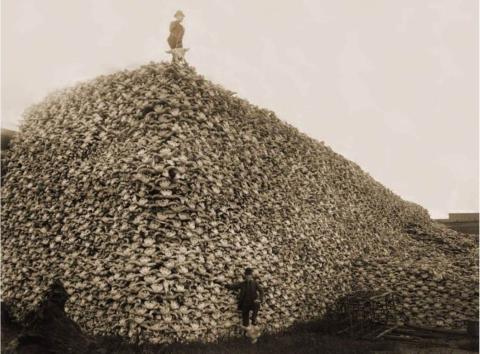 Men standing next to and on a pile of bison skulls 