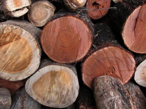 woodpile