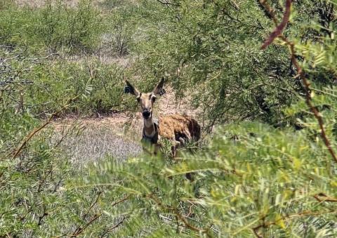 Pronghorn in Southwestern New Mexico