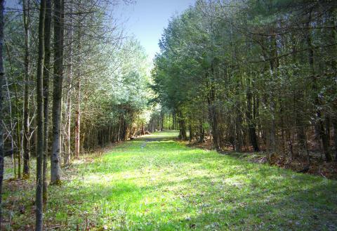 Path through woodlands