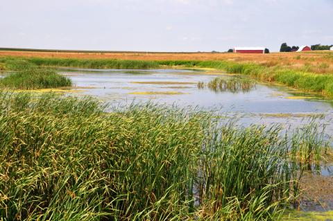 Wetland in Palo Alto County, Iowa
