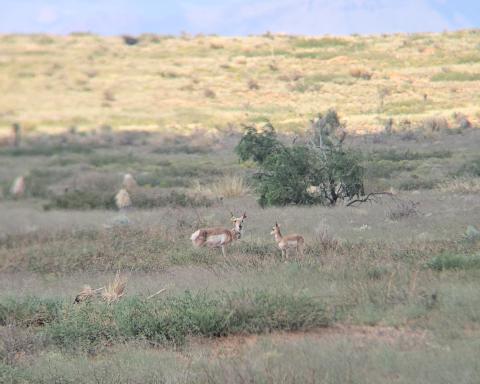 Pronghorn in Southwestern New Mexico