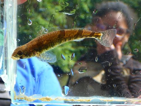 Snail darter