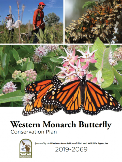 Cover image of Western Monarch Butterfly Conservation Plan