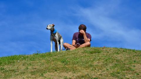 Dog and man looking at phone on a hill