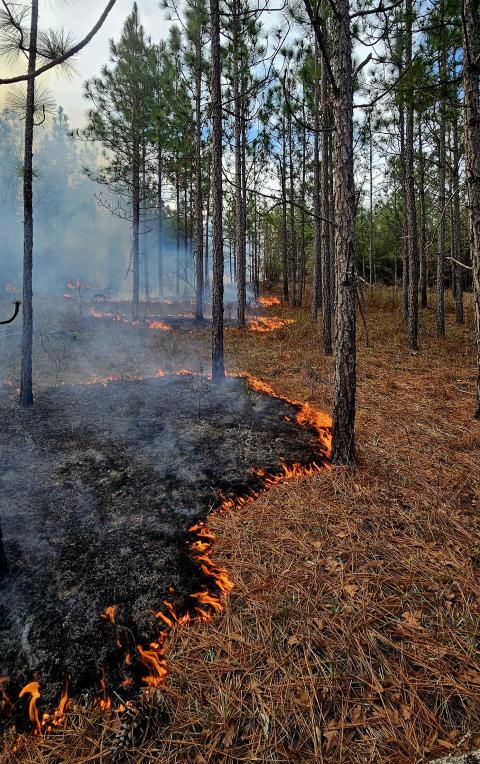 prescribed forest burn in progress