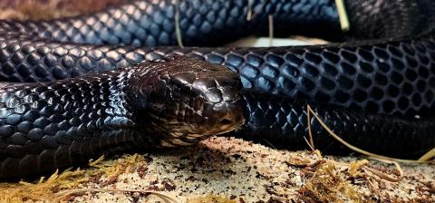 Indigo snake
