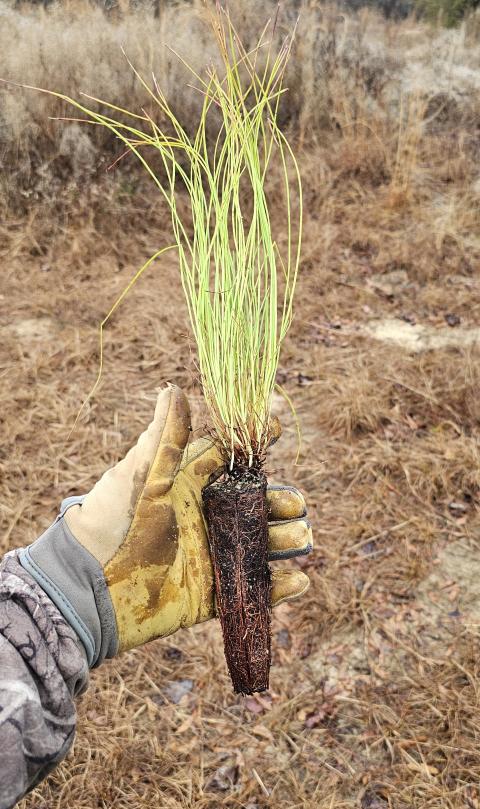 Longleaf pine seedling