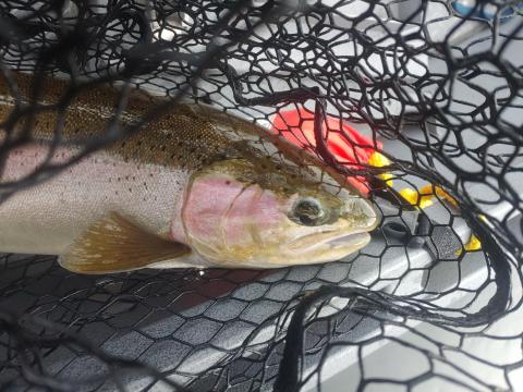 steelhead fish