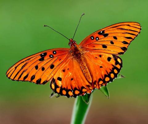 A Gulf Fritillary (Dione vanilla). 