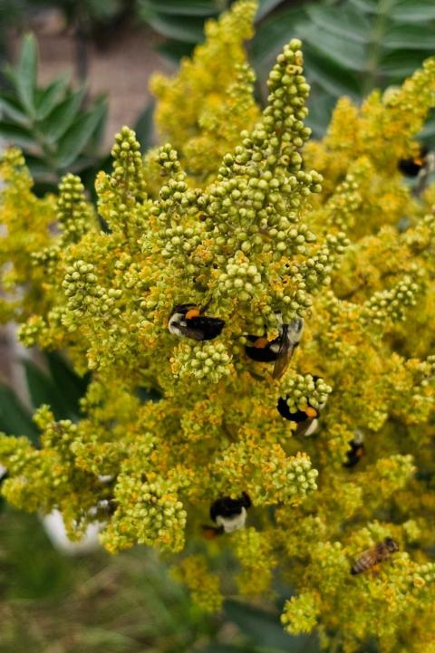 Multiple species of pollinators on Shining Sumac (Rhus copallinum)