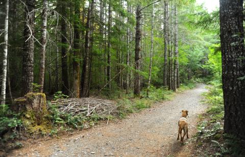 Dog exploring a forest path