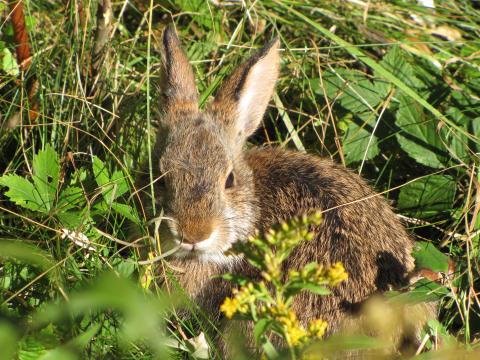 New England Cottontail