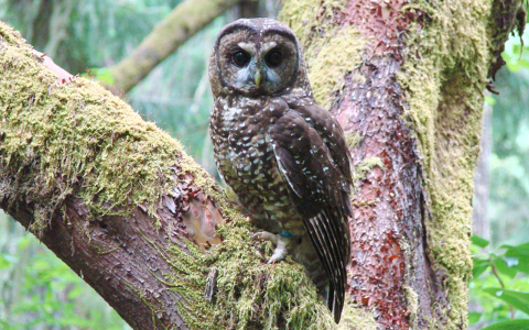 Spotted Owl