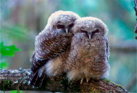 Spotted Owlets