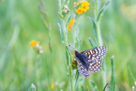 Bay Checkerspot Butterfly