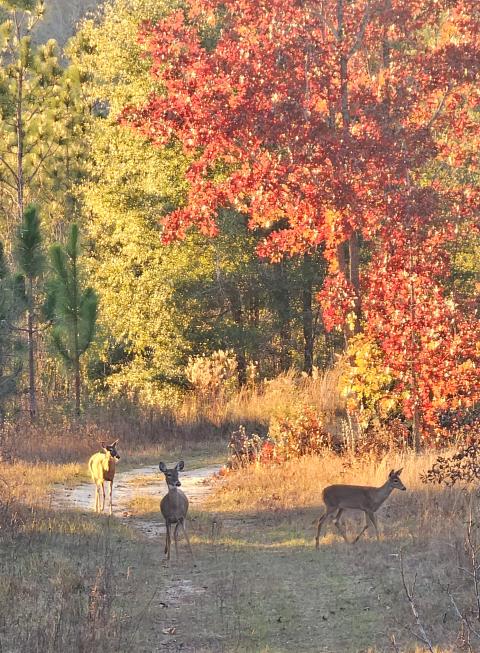 Wildlife in a working forest