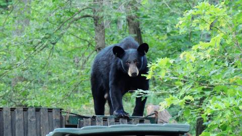 Black bear checking out a dumpster