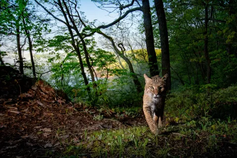 Bobcat