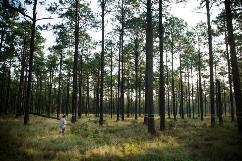 Longleaf Pine Forest