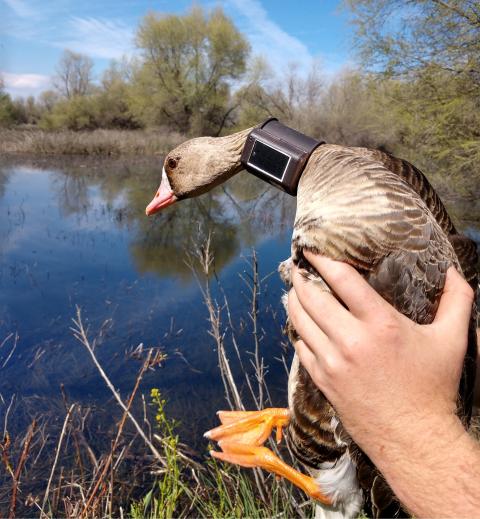 Greater White-fronted Goose marked with GSM/GPS collar 