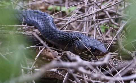 Texas indigo snake