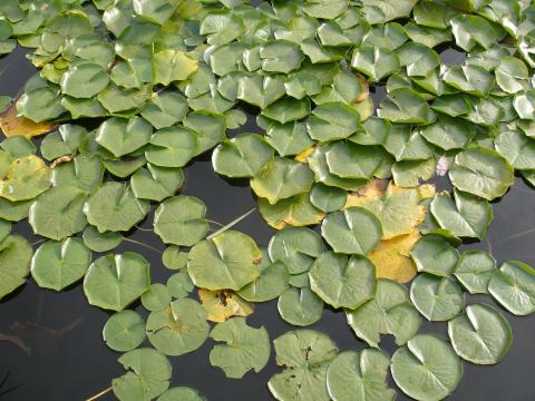 Lily pads