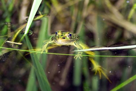 Bullfrog treading water