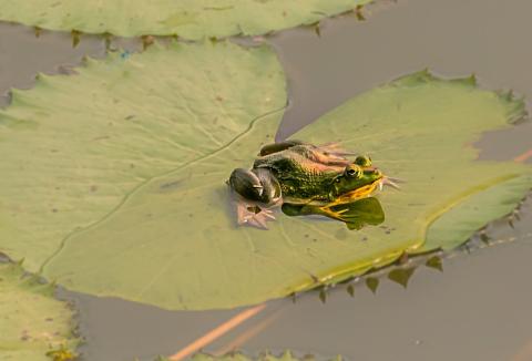 Frog on lily pad