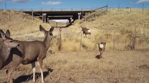 Mule deer using underpass on Interstate 80 in Wyoming