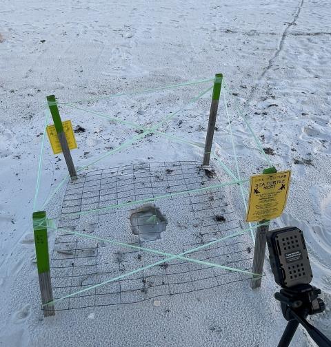 Protected sea turtle nest