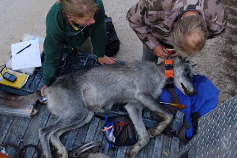 Field biologists fitting a gray wolf with a radio collar