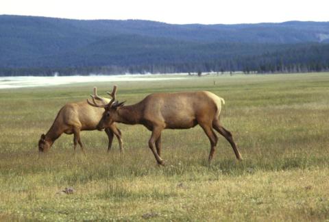 Elk grazing in a field