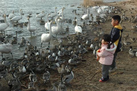 Children viewing a variety of birds gathered on a shoreline