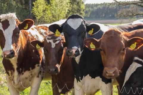 Livestock