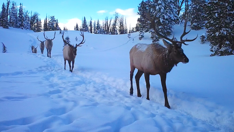 Migrating bull elk