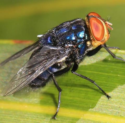 Adult New World Screwworm Fly