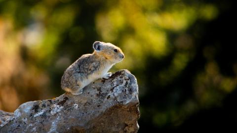 American Pika
