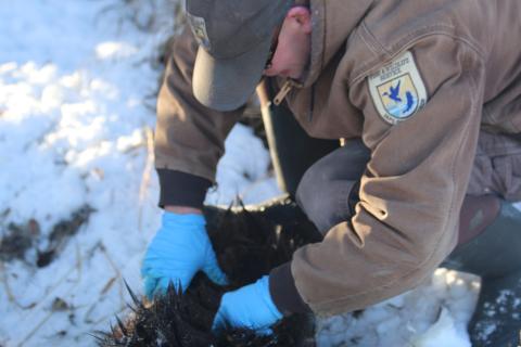 Refuge biologist analyzing an elk carcass