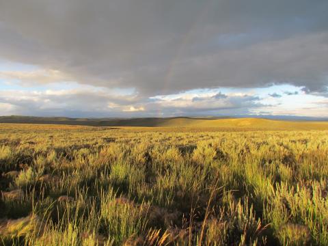 Sagebrush habitat in Wyoming